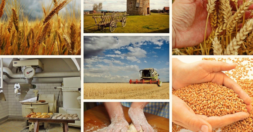 The consumption of flour and its effect on health Vs Organic flour