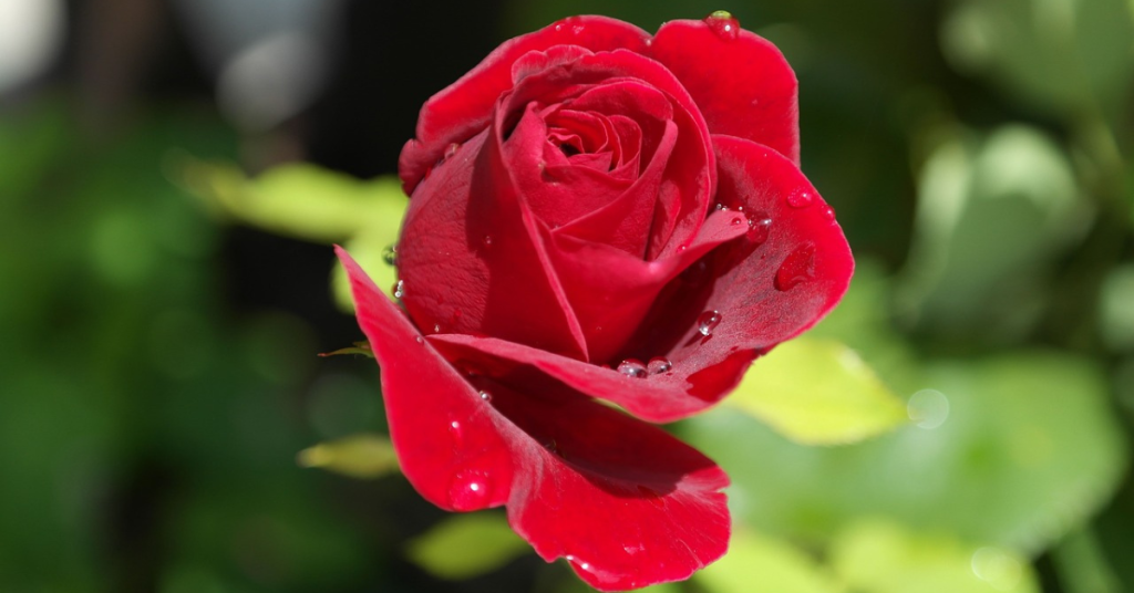 benefits of organic rose water